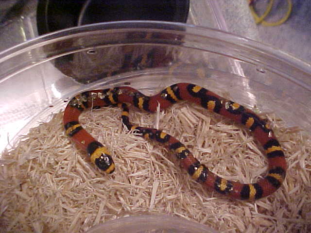 weird pattern hondo
