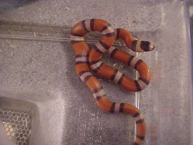 tri color hypo hondo