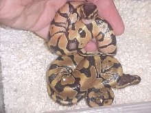 banded pastels