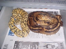 hypo pastel