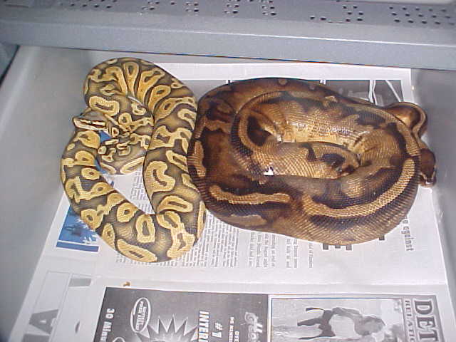hypo pastel