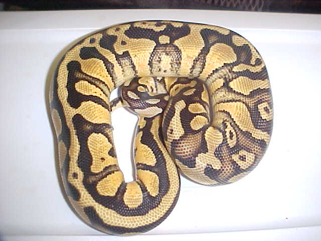 06 harly pastel