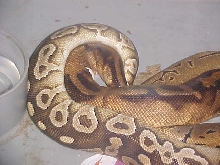 mojave x pied x pin