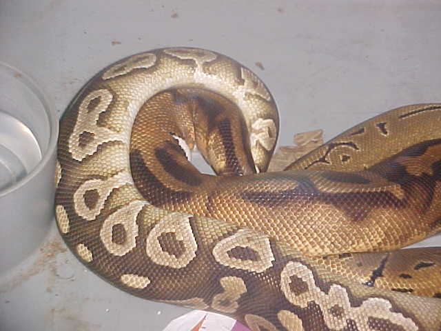 mojave x pied x pin