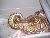 mojave x pied, pin 2