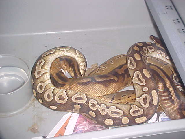 mojave x pied, pin 2