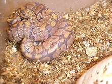 baby hypo bp's