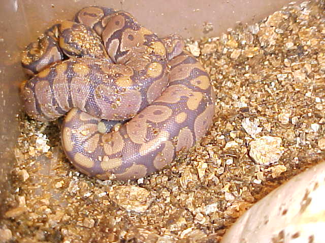 baby hypo bp's