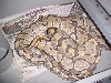 hypo x hypo bp