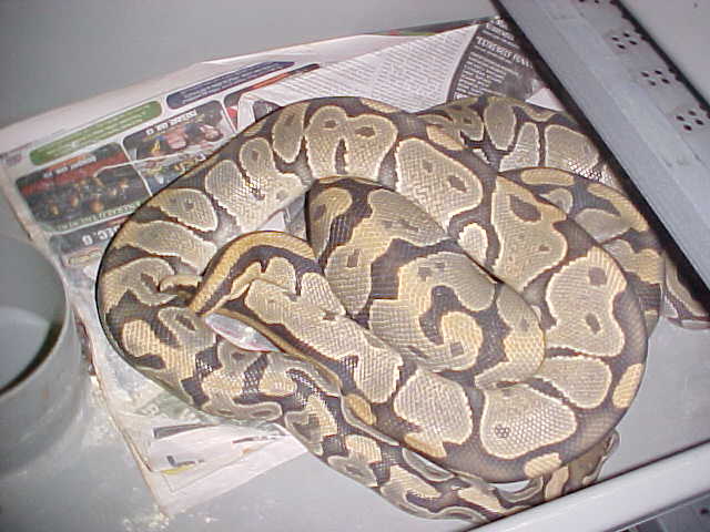 hypo x hypo bp