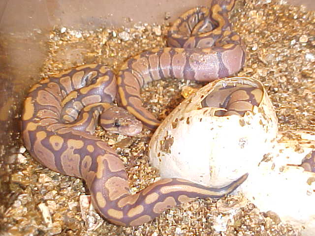 hypo bp's