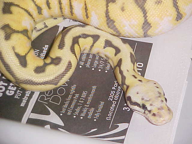 yellow belly killer bee ball python