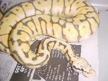 yellow belly killer bee ball python
