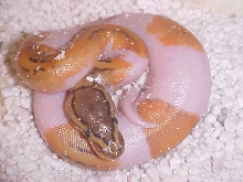 lemon blast pied 1