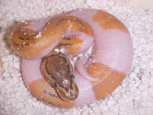 lemon blast pied 1