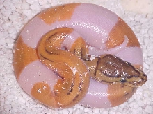 lemon blast pied 2