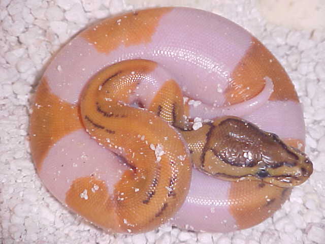 lemon blast pied 2