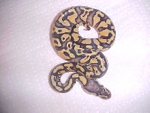 pybnt