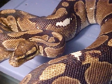 Pied spot ball