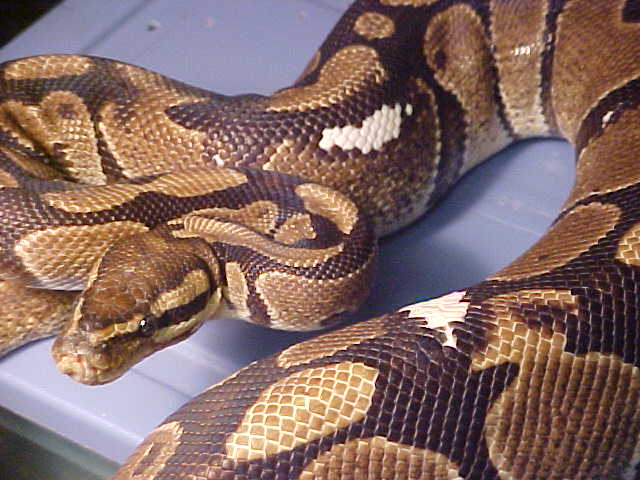 Pied spot ball