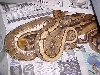 spider x pied