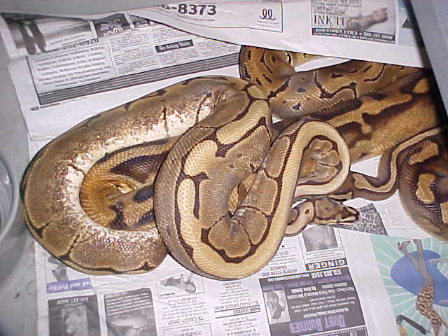 spider x pied