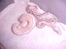 super lemon blast butter yellow belly