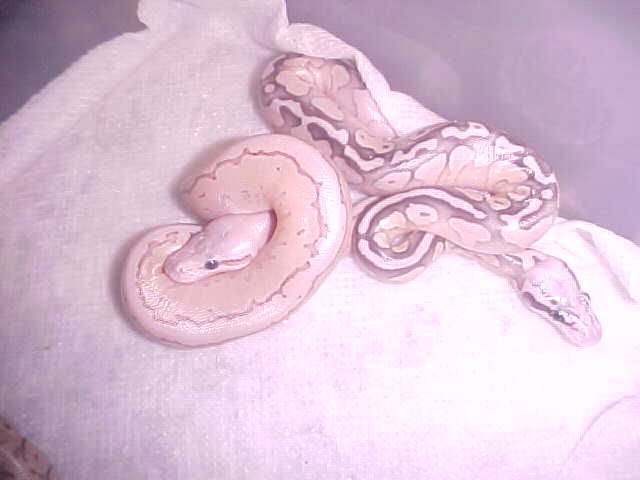super lemon blast butter yellow belly