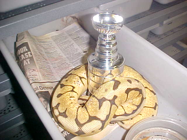 bumble bee wants stanley