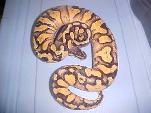 super pastel yellow belly male at 350 grams
