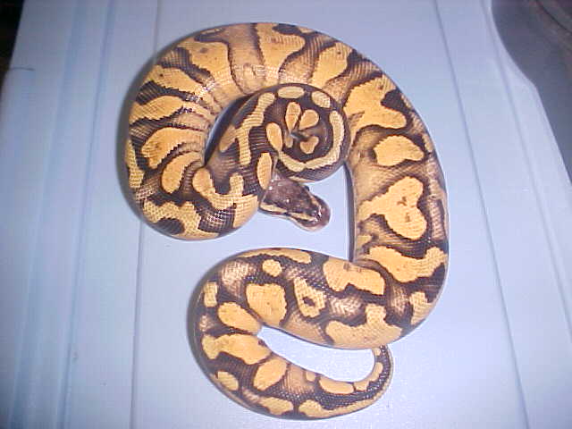 super pastel yellow belly male at 350 grams