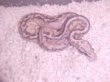 Super Pastel Butter Yellow Belly