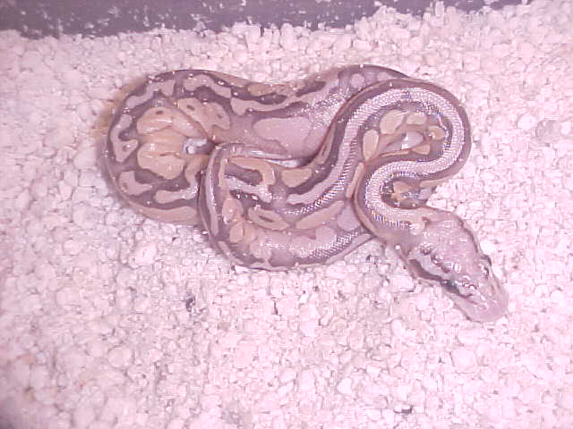 Super Pastel Butter Yellow Belly
