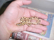 tiny bumble bee ball python