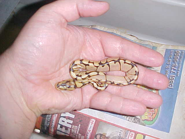tiny bumble bee ball python