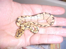 tiny bumble bee ball python