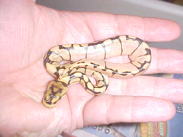 tiny bumble bee ball python