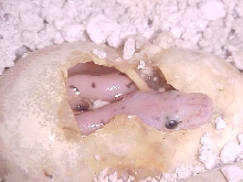 yellow belly spinner blast hatching
