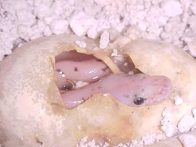 yellow belly spinner blast hatching