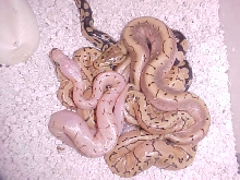 yellow belly spin clutch