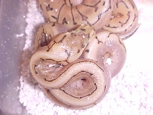 yellow belly spinner
