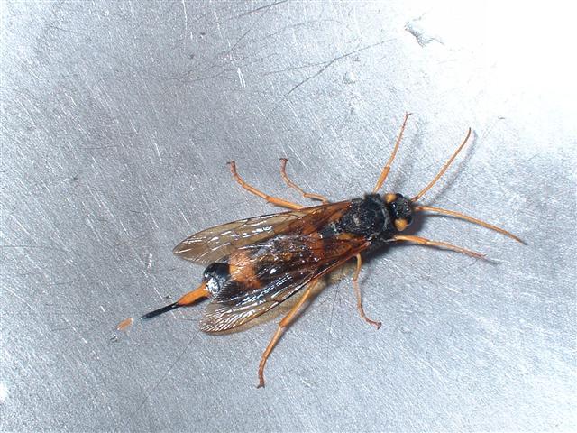 What is this??