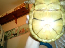 male/female