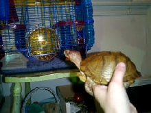my three toed box turtle