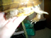 male or female