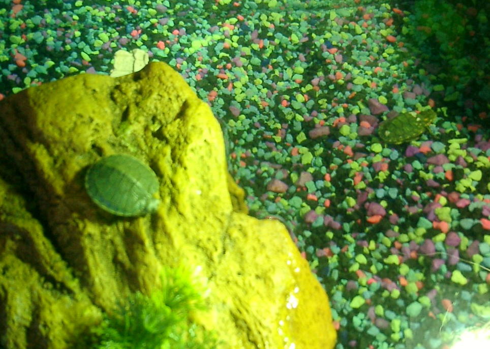 turtle babies