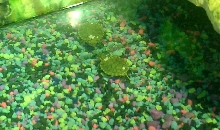 swimmin along