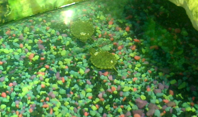 swimmin along