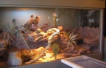 New Cage