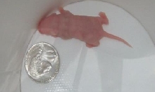 Pinky Mouse